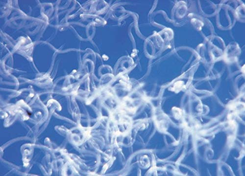 Traitement biologique par Nématodes SC Contre Le Papillon du palmier ou charançon Rouge du Palmier. 25 Millions pour 1 à 3 Palmiers. Traitement biologique