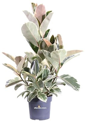 Pianta di Ficus Elastica Tineke pianta da interno pianta da appartamento pianta ornamentale di Ficus Elastica pianta vera di Ficus Elastica Tineke venduta da eGarden.store (Vaso 21 cm)