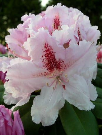Plantenwelt Wiesmoor Rhododendron Le Progrès, 30–40 cm hoch, 5 L Topf | Sehr hellrosa Blüten mit dunkelroter Zeichnung und gewellten Rändern; immergrün; strauchförmig