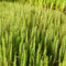 Blumixx Stauden Hippuris vulgaris – Tannenwedel winterhart, mehrjährig, heimisch – Teichpflanze & Wasserpflanze für naturnahe Gartengestaltung