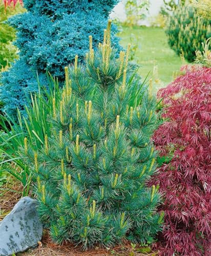 Pinus cembra 'Westerstede' 25-30 cm - Zirbelkiefer, immergrün, ideal für Steingärten und Kübel, winterhart, pflegeleicht