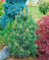 Pinus cembra 'Westerstede' 25-30 cm - Zirbelkiefer, immergrün, ideal für Steingärten und Kübel, winterhart, pflegeleicht