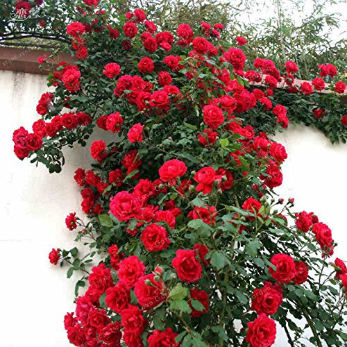 Seeds Pink Seeds Mix Climbing Plant Perennial Pink Sowing do it Yourself House Garden courtryard vase of Rose Roses seeds50 Seeds/Pack