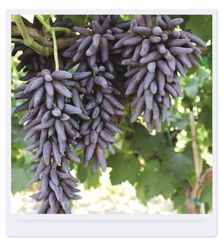 Uvas Plantas Sin Semillas Resistentes Plantas En Macetas, Frutas, Plantas De Cuatro Estaciones,Plantas De JardíN, Parecidas A Enredaderas, Plantas Perennes-3bulbos-A
