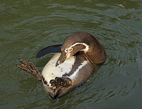 hansepuzzle 36657 - Humboldt-Pinguin Puzzle 1000 Teile - Tierwelt-Puzzle mit hochwertiger Aufbewahrung: Kartonbox und wiederverschließbarem Beutel - Format 60 × 46 cm