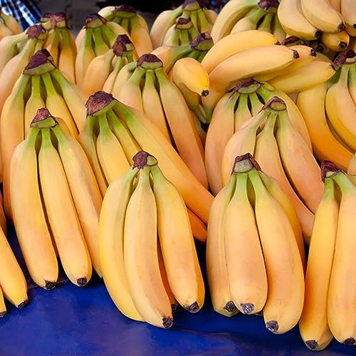 150 pcs bananenbaum samen, spalierobst balkonpflanzen winterhart bananensamen bananen samen,Musa sikkimensis, bäume garten winterhart saat bio geschenke säulenobstbäume winterfeste