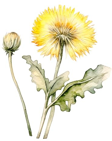 GRAZDesign Wandtattoo Löwenzahn Pusteblume gelbe Blume Wandaufkleber Wohnzimmer Schlafzimmer Flur - Aufkleber selbstklebend - 69x57cm