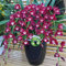 Benoon Semi Di Cymbidium, 1 Borsa Semi Di Cymbidium Alto Tasso Di Sopravvivenza In Crescita Veloce Piccolo Giardino Bonsai Semi Di Fiori Di Orchidea Per La Casa Viola Semi di Cymbidium