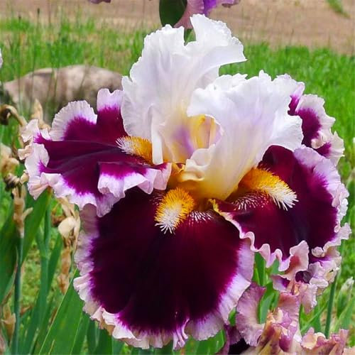 Iris zwiebeln winterhart mehrjährig - Schwertlilien winterhart knolle - Iris pflanzen winterhart-4knollen-E