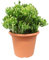 Crassula Hobbit - 25-35cm - Ø23cm - Pianta d'appartamento - Sempreverde - Cactus e piante grasse
