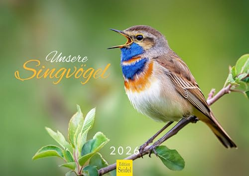 Edition Seidel Premium Kalender Unsere Singvögel 2026 Format DIN A3 Wandkalender Naturkalender Vogel Vögel Blaumeise Grünfink Rotkehlchen Christian Müringer