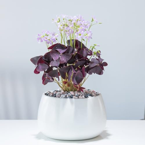 Oxalis Triangularis (Purple) - Unique Two-Tone Leaves - Brazilian Butterfly Plant - Indoor Flowering Perennial – 1x 12cm Potted Plant by Thompson & Morgan