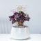 Oxalis Triangularis (Purple) - Unique Two-Tone Leaves - Brazilian Butterfly Plant - Indoor Flowering Perennial – 1x 12cm Potted Plant by Thompson & Morgan