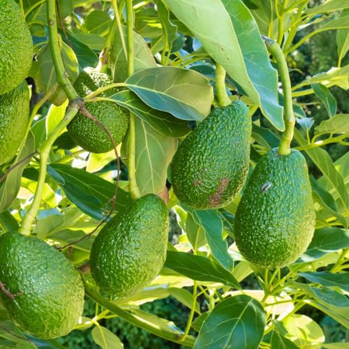 15 pcs avocado samen zum pflanzen - bäume kaufen nachhaltige geschenke für frauen obst samen balkonpflanzen winterhart säulenobst dekoration wohnzimmer