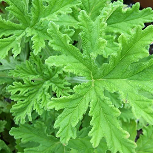 Haloppe 100 piezas de semillas de plantas de citronela para plantar en el jardín del hogar, semillas de semillas de plantas de citronela de hoja perenne Verde