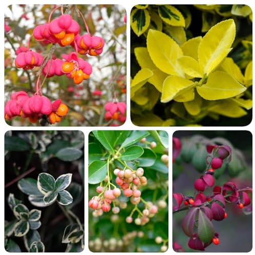 100 Pcs Euonymus Fortunei Samen - Euonymus Japonicus - Küchenkräuter Zimmerpflanzen Samen (Euonymus Alatus) Bodendecker Gartenkräuter Heilkräuter Winterharte Kübelpflanzen Exotische