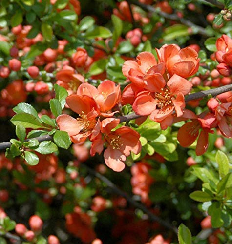 Zierquitte Cameo 40-60cm - Chaenomeles - lebende Gartenpflanze aus den Baumschulen