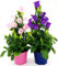 POWERS TO FLOWERS - CAMPANULA APPEAL ROSA e BLU, piante vere
