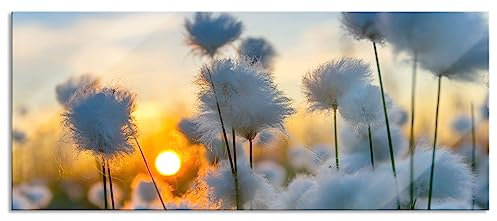Pixxprint Glasbild Panorama, Wandbild aus Echtglas, Baumwollblüten im Sonnenuntergang, 100x40 cm, inkl. Aufhängung und Abstandshalter