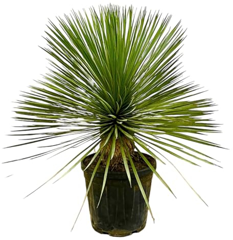 Trendyplants - Yucca Rostrata sur tige - Rustique - Plante de jardin - Hauteur 60-80 cm - Taille du pot Ø30cm