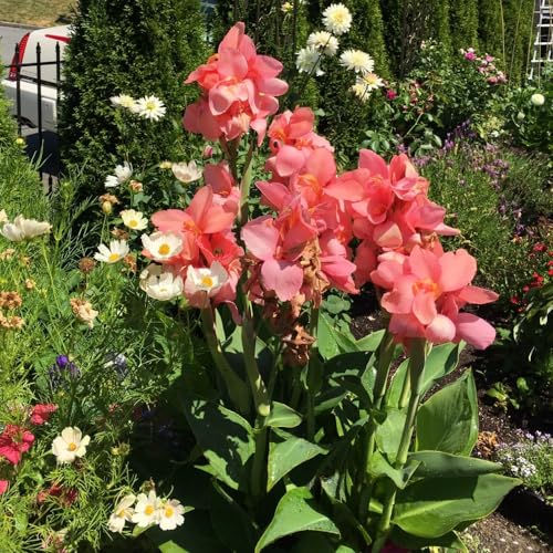 3 pcs canna zwiebeln zwiebeln geschenk gartenpflanzen winterhart gartenpflanzen winterhart mehrjährig geschenk gartenliebhaber garten blumen balkonpflanzen stauden winterhart mehrjährig