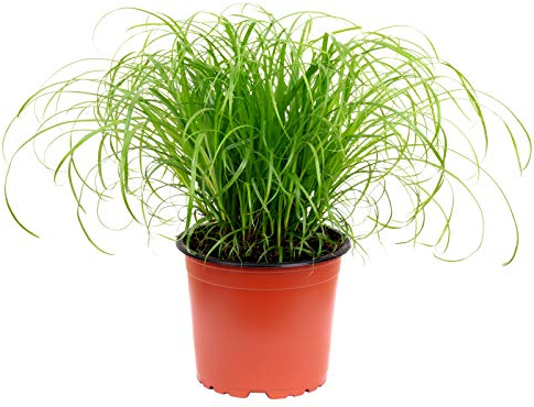 Echtes Katzengras - pflegeleichte Zimmerpflanze, Cyperus alternifolius 'Zumula' - Höhe ca. 30 cm, Topf-Ø 12 cm