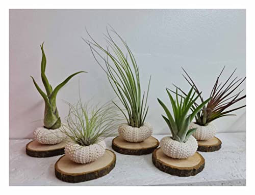 Stk - 4x Seeigel Qualle Mix auf Holzscheibe mit Lebende Luftreinigende Tillandsia SI10 - Seeds & Plants Shop by Ipsa