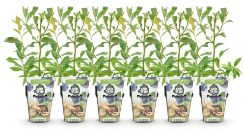 GreenboutiQ - Obstpflanzen - Heidelbeere - Vaccinium corymbosum Bluecrop - Winterhart - 6 Pflanzen - Topf 9 cm - Heidelbeere