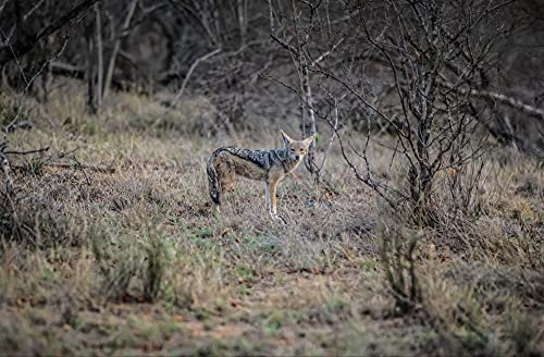 HANSEPUZZLE 75420 - Luchs Puzzle 500 Teile | Tierwelt Puzzle mit hochwertiger Puzzle Aufbewahrung: Kartonbox und wiederverschließbarem Beutel | Puzzle-Maße: 46 x 30 cm