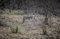 HANSEPUZZLE 75420 - Luchs Puzzle 500 Teile | Tierwelt Puzzle mit hochwertiger Puzzle Aufbewahrung: Kartonbox und wiederverschließbarem Beutel | Puzzle-Maße: 46 x 30 cm