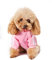 Hundepulli für Kleine Hunde, Hunde Hoodie Pet Puppy Katze Niedlicher Baumwoll Warm Hoodies Coat Pullover