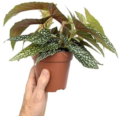Begonia Double Dot 35cm (12cm Nursery Pot)