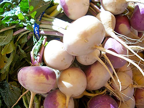 Lotto di 500 semi di rapa bianca con colletto viola - Essenziale per l'orto - Facile da coltivare - Soda e dolce - 100% naturale - Qualità gustativa - Garanzia di germinazione - 100% riproducibile