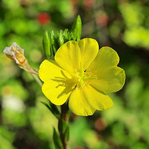 150 pcs nachtkerze pflanze kaufen samen - geschenk frühlingsblumen,Oenothera biennis, bodendecker winterhart wildblumensamen balkon pflanzen winterfest bienen wiese