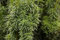 Taxus baccata 'David' 25-30 cm - Eibe, immergrün, ideal für Hecken und Kübel, winterhart, pflegeleicht