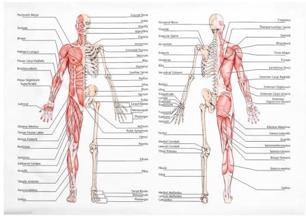Nicear Anatomie-Poster, Lernen Sie das Muskel-Skelett-System, 50 x 70 cm, für den Unterricht, Schule und Labor