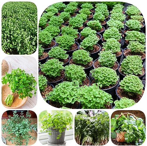 300 Pcs koriandersamen zum pflanzen - koriander frisch - heilkräuter samen, stauden winterhart mehrjährig (Coriandrum sativum) kräutergarten, bonsai samen eisenkraut pflanze winterhart