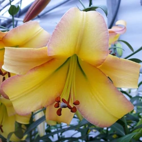 Lilium martagon zwiebeln,Winterharte,lilien im topf,lilie riesen,lilien deko,lilien zwiebeln forever susan,lilie,duft lilien,lilien knollen,lilien zwiebeln winterhart mehrjährig.-10 zwiebeln-E