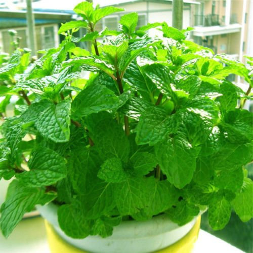 L'erba Gatta Nepeta Cataria, 250 Semi