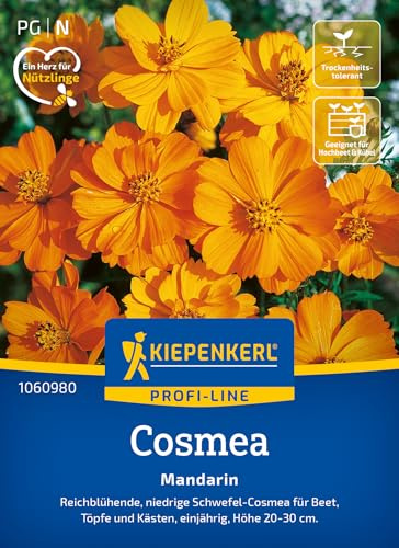 Kiepenkerl Cosmossamen Mandarin 1060980, Blumensaat | Höhe 20-30 cm, gefüllte Blüten, standfest, kompakt, für Beet, Balkonkasten & Hochbeet