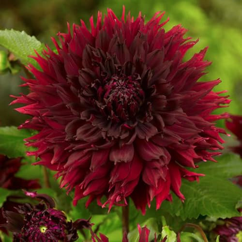1 x Dahlia Cactus Kenora Macop – Black Red Unusual Shaped Flowers – Summer Flowering Bulb – Perennials – Adorns with Fiery Blooms – for Your Beautiful Garden