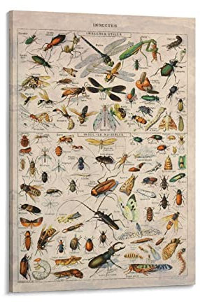 Poster mit Insekten und Insekten, Vintage, Wissenschaft, dekoratives Gemälde, Leinwand, Wandkunst, Wohnzimmer, Poster, Schlafzimmer, Gemälde, 40 x 60 cm