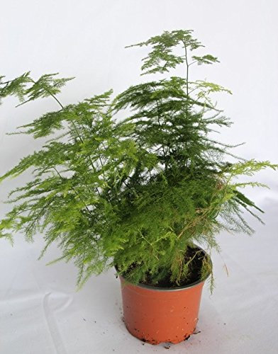 Esparraguera plumosa (maceta 12 cm Ø) - Planta viva de interior