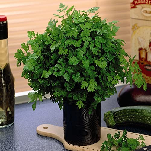 Curled Chervil Seeds Anthriscus cerefolium Hardy Annual Easy to Grow Your Own Garden Herbs 1x Packet (Approx. 750 Seeds) by Thompson and Morgan