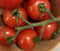 Mexikanische Honigtomate Miel du Mexique 10 Samen