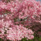 20 pcs hartriegel baum samen, baumsamen plant blumendeko kornelkirsche kaufen - Cornus officinalis kräuter samen zimmerpflanzen wenig lichtbedarf indoor kräutergarten topfpflanzen