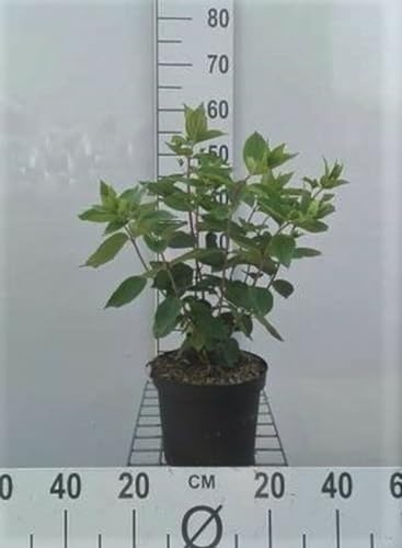 Hydrangea pan. 'Grandiflora' - Rispenhortensie 40-50 cm Container