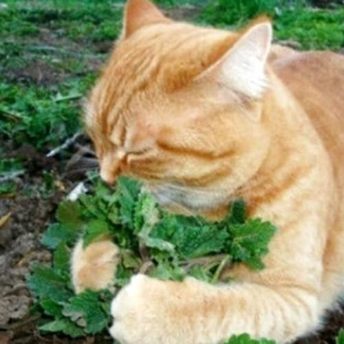 50 Stück Nepeta Cataria Samen Katzenminze Katzenminze Garten Kräuter Pflanze Bonsai Gartensamen zum Pflanzen jetzt Katzenminze Samen
