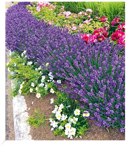 BALDUR Garten Winterhart Lavendel Blue Jeans, 3 Pflanzen duftend Gartenstaude Lavendula, Blüten essbar, winterharte Staude, trockenresistent, mehrjährig, bienenfreundlich, schmetterlingsfreundlich
