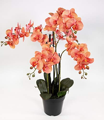 Orchidee 80x50cm Real Touch orange-Peach CG künstliche Orchideen Blumen Pflanzen Kunstpflanzen Kunstblumen